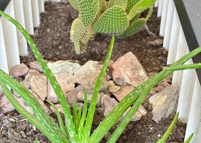 公寓式酒店 Renaissance 特拉布宗