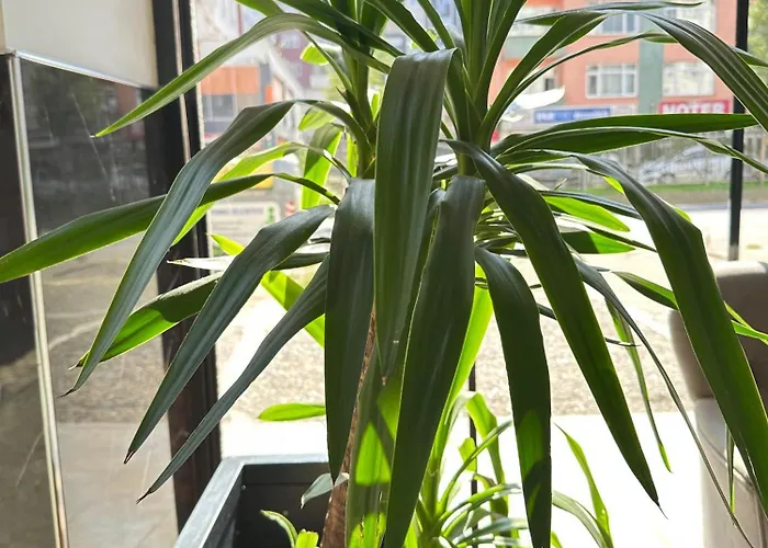 Apart-hotel Renaissance Trebizonda